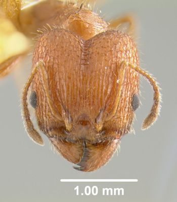 Media type: image;   Entomology 9077 Aspect: head frontal view